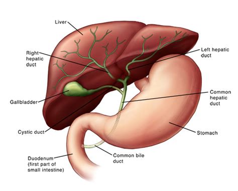 Gallbladder Scan | Johns Hopkins Medicine