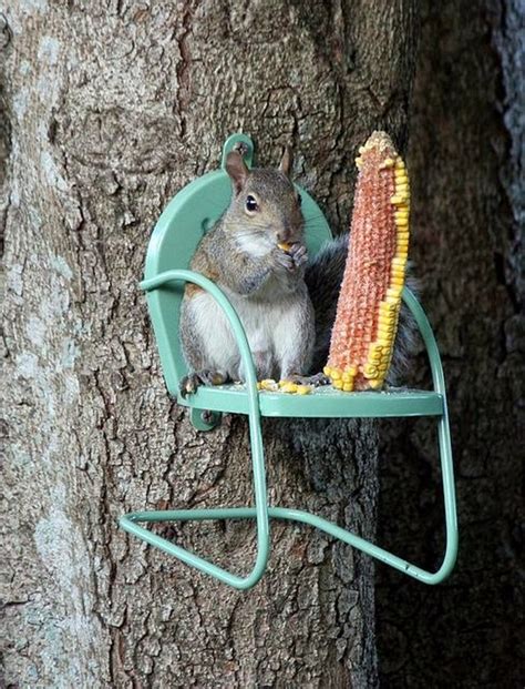 15 Cheap And Easy DIY Squirrel Feeder Ideas - Teb DIY