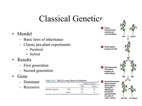 Ppt Classical And Modern Genetics Powerpoint | Free Download Nude Photo ...