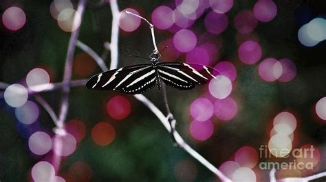 Zebra Butterfly Photograph by Paul Wilford - Pixels