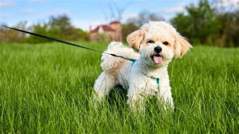 8 Best Maltipoo Breeders In Ontario