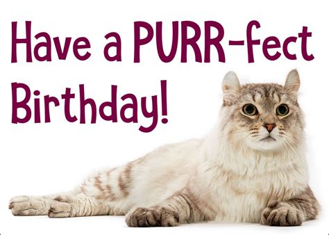 Happy Cat Birthday Card – Curious Critters