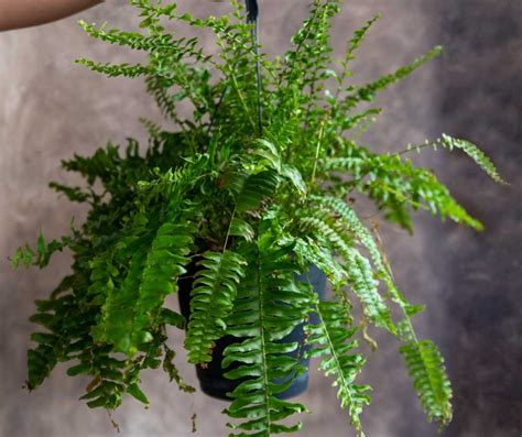 4 Indoor Ferns That Are Perfect for Home Decor - Scoop of Thoughts