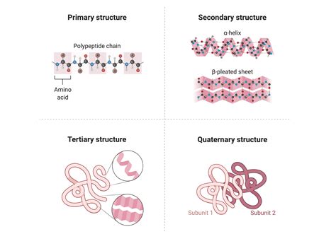 Protein Structure and How to Study It - Rapid Novor