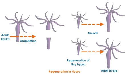 Methods of asexual reproduction - Overall Science