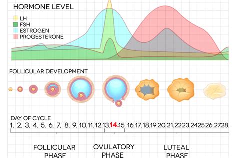 Normal Follicle Stimulating Hormone (FSH) Level to Get Pregnant - Being ...