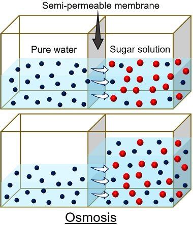 Osmosis In Potatoes Diagram