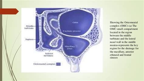 Surgical anatomy of osteomeatal complex