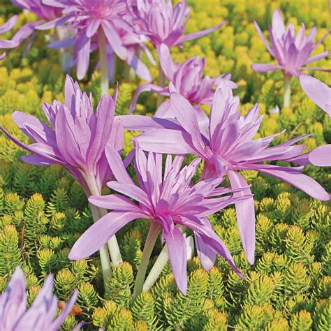 Colchicum 'Waterlily' | White flower farm, Planting bulbs, Bloom