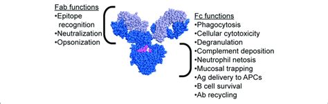 | Antibody structure highlighting functions of both the Fab and Fc ...