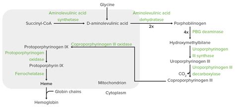 Sideroblastic Anemia Pathophysiology