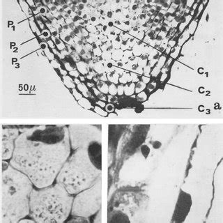 a.-The position of columella cells and peripheral cells at different ...