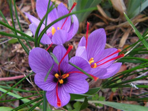 Growing and Harvesting a Saffron Crocus - World of Flowering Plants