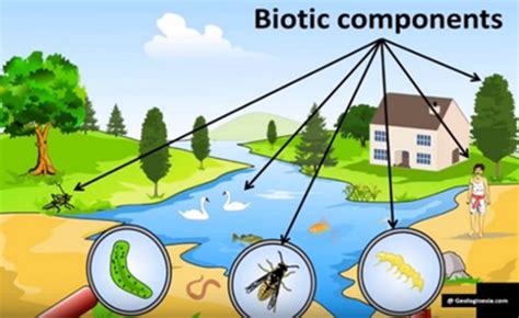 Gambar 4.7: Komponen Biotik (Wn.com, 2014) | Download Scientific Diagram