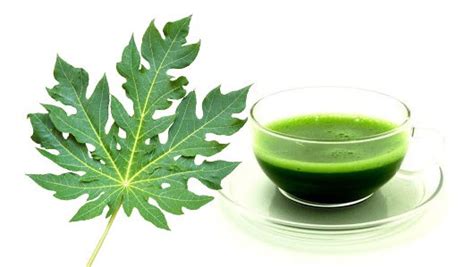 Papaya Leaf Powder - SuperVedic Venture LLP