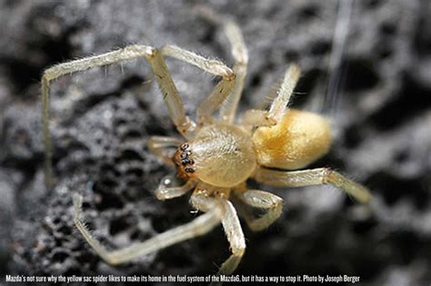 Mazda Recalls 52,000 Cars Due To Spider Infestations Leading To ...