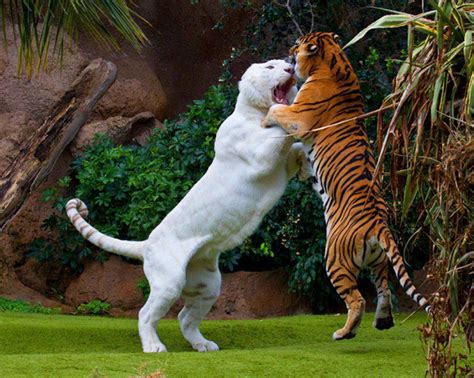 Liger vs tiger, fight! [Amazing Photo of the Day] | Reviews, news, tips ...