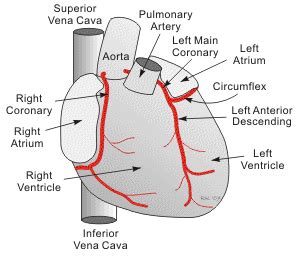 Cardiac Blood Flow & O2 Consumption - Perfusion.com