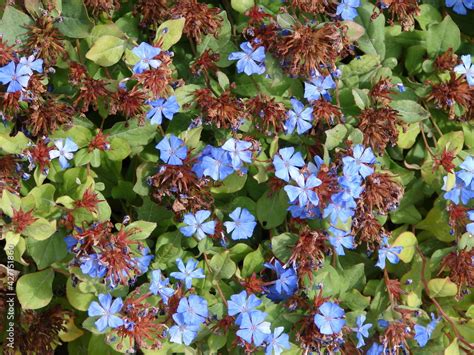 Plumbago, Ceratostigma plumbaginoides, xeriscape ground cover with blue ...