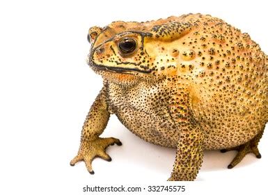 858 Toad Venom Images, Stock Photos & Vectors | Shutterstock