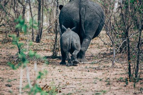 Sabi Sands Vs Kruger - Which Is Better? | Anywhere We Roam