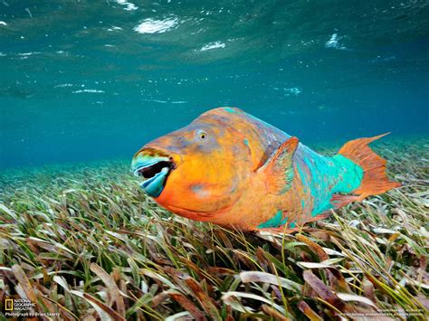 The Parrotfish has a beak with teeth to rip coral and extract the algae ...