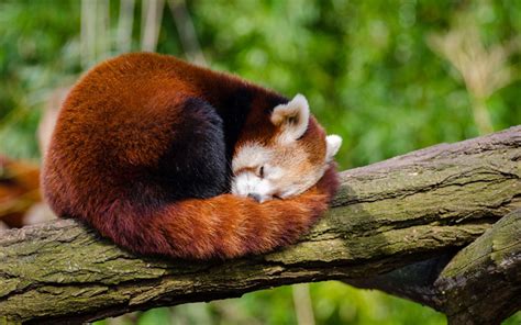 Download wallpapers Red Panda, 4k, sleeping panda, bears, wildlife ...