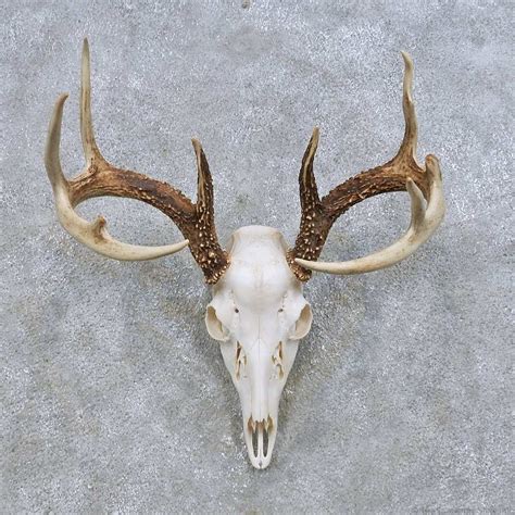 Deer skull European mount western home decor 8 points 295 - town-green.com