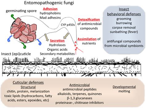 Insects | Free Full-Text | Action on the Surface: Entomopathogenic ...