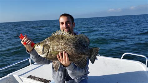 Tripletail | Game Fish Identification