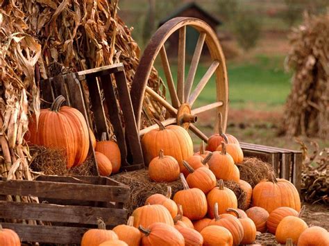 Found on Bing from wallpapercave.com | Pumpkin, Pumpkin iphone ...