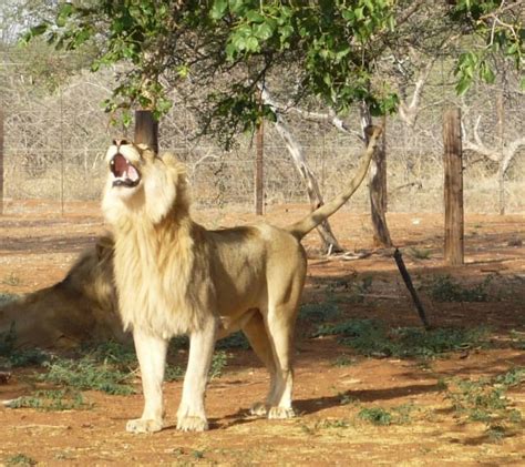 Lion Sanctuary Volunteer Project in Limpopo