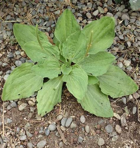 Plantain, Broadleaf (Plantago major) seeds, organic | Strictly ...