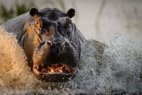 2016 National Geographic Nature Photographer of the Year - The Atlantic