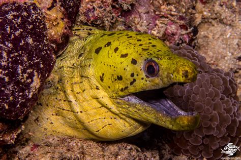 Fimbriated Moray Eel-Facts and Photographs | Seaunseen