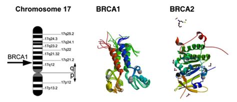 the BRCA mutation was completely different.