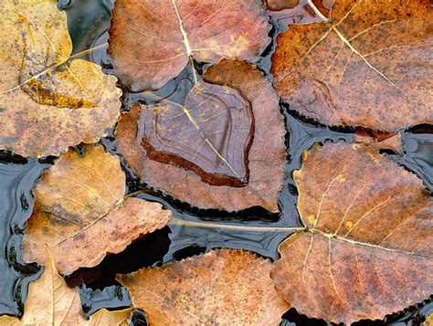 Capture Great Photographs of Fall Leaves: Macro Photography Tips