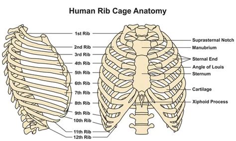 Rib cage - Anatomy, Structure, Function, Development