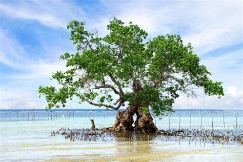 Mangrove Tree. Siquijor Island, Philippines Royalty Free Stock ...