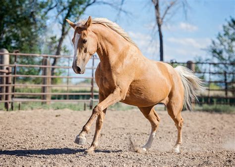 320 Palomino Horse Names for Your Shimmering Steed - Animal Hype