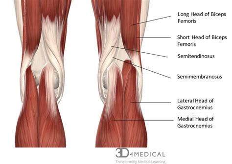 Muscles – Advanced Anatomy 2nd. Ed.