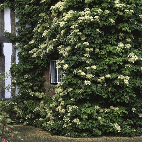 Climbing hydrangea - Muddy Trowel