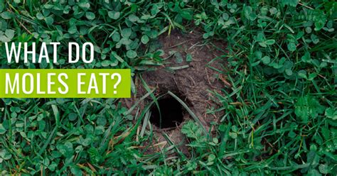 What Do Moles Eat? - [Complete with Removal method] | Pest Resources