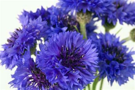 Dwarf Blue Bachelor Button 1,000 Seeds Organic, Beautiful Flower,border ...