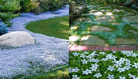 Blue Star Creeper (Isotoma Fluviatilis) - Zone 5-9 Part Shade-Full Sun ...