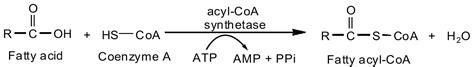 20.7: Stage II of Lipid Catabolism - Chemistry LibreTexts