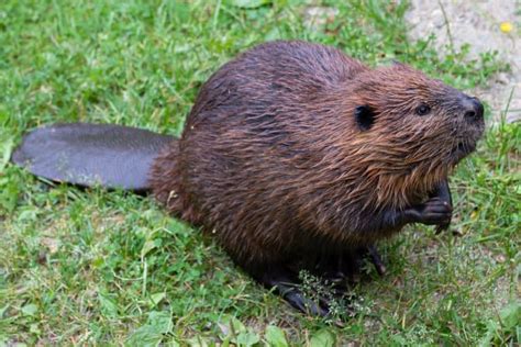 18 Beautiful Beaver Facts - Fact Animal