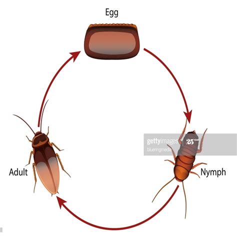 The Life Cycle of a Cockroach: Fascinating Stages and Phases