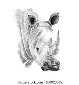 Portrait Rhino Drawn By Hand Pencil Stock Illustration 608920565 ...