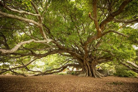 Fig Tree Care 101: 10 Proven Strategies for Success - Minneopa Orchards